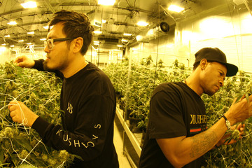 Kush Boys working at the grown room