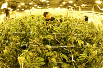 guy working on cannabis cultivation