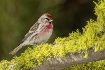 Common Redpoll (adult male) on Moss