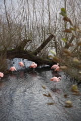 Birds in pond 