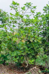 Bearing Breadfruit Tree