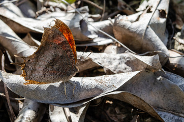 Dry Leaf Butterfly On Dried Leaves