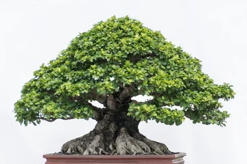 Zelfklevend Fotobehang bonsai tree isolated on white © Daniel Ferryanto