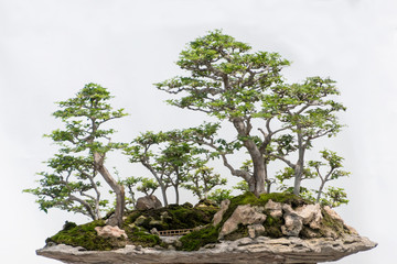 Obraz na płótnie Canvas Miniature Bonsai tree of Limeberry (Triphasia Trifolia) isolated on white