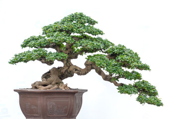 Bonsai tree of Hokiantea (Carmona Retusa) in pot isolated on white