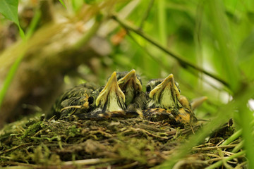 Baby Birds in Nest