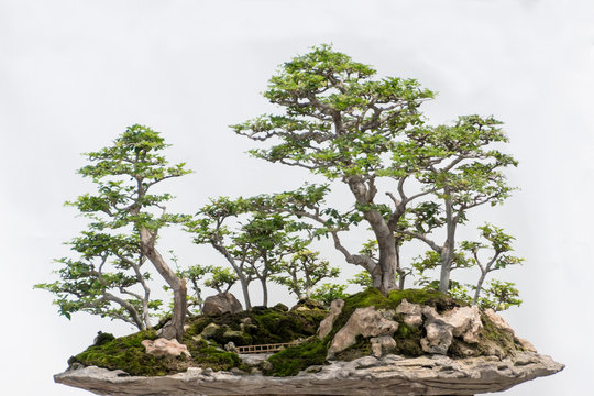 Miniature Bonsai tree of Limeberry (Triphasia Trifolia) isolated on white
