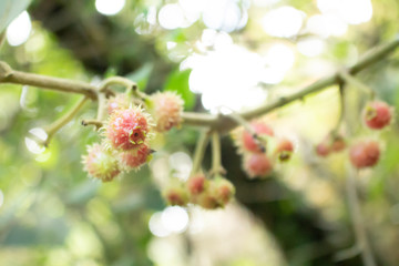 Frutos