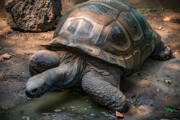 Aldabra Tortoise Moving Around