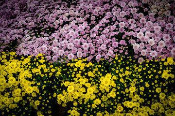 Yellow and purple Chrysanthemum Many are blooming beautifully in the winter of 2018 in Chiang Mai. Suitable to be used as a background image and wallpaper.