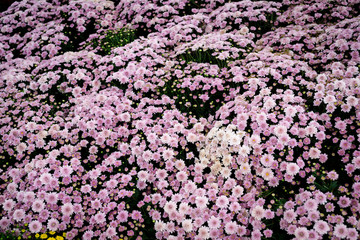 Purple Chrysanthemum Many are blooming beautifully in the winter of 2018 in Chiang Mai. Suitable to be used as a background image and wallpaper.