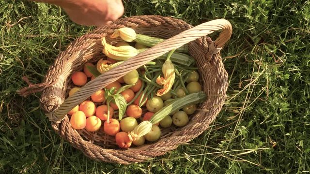 Tasty, ripe apricots, peas and zucchine vegetables put in a basket by farmer outdoor in garden.