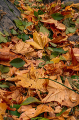 Autumn Leafbed