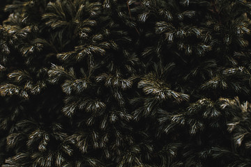 juniper closeup abstract