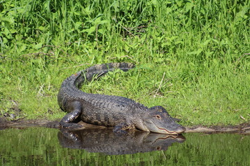 Alligator on the bank