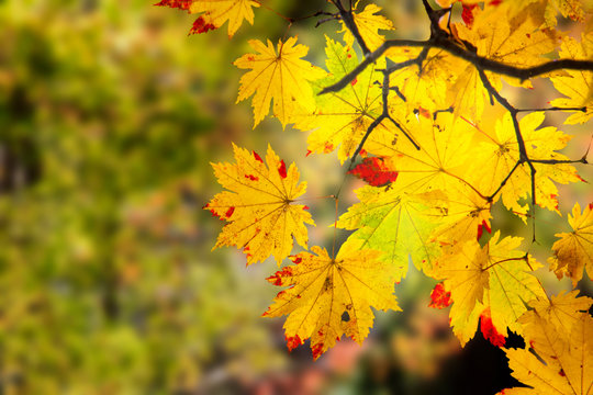 beautiful branch with nice red and yellow maple leaves