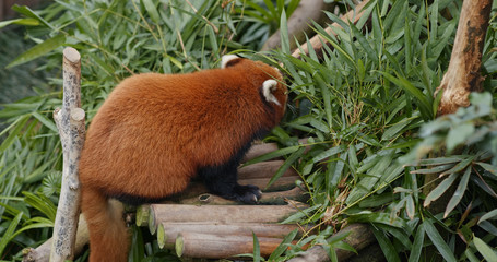 Red panda eat bamboo