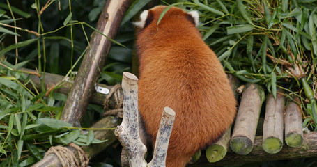 Obraz premium Red panda eat bamboo