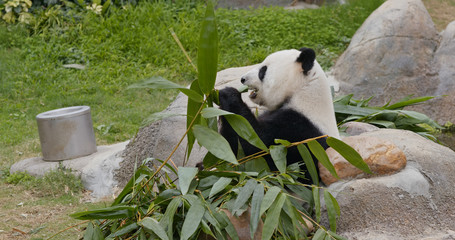 Obraz premium Panda eat bamboo