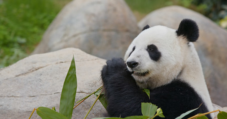 Panda eat bamboo
