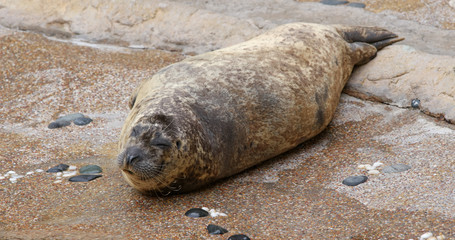 Earless seal in the zoo park © leungchopan