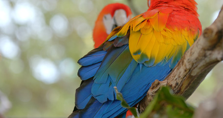 Obraz premium Pair of Macaw
