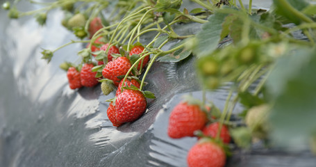 Fresh Strawberry farm