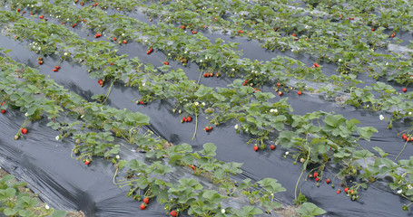 Fresh Strawberry farm