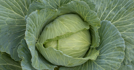 Fresh Cabbage in farm
