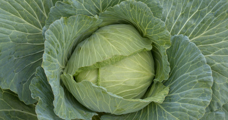Fototapeta premium Fresh Cabbage in farm