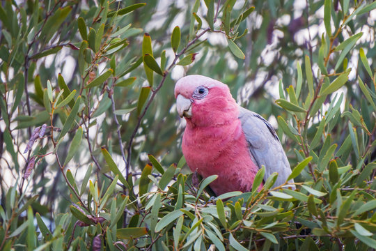 A Galah, a very common bird all over Australia, sitting in its favourite tree