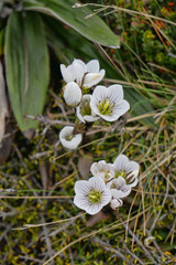 White Alpine flowers in bloom along the hiking trail