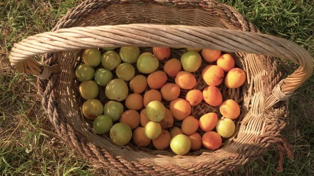 Tasty, ripe apricots, peas and zucchine vegetables put in a basket by farmer outdoor in garden.
