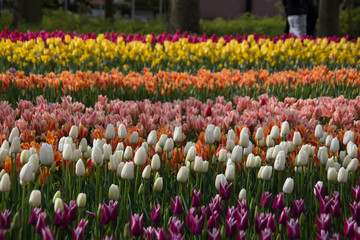 Tulips, Holland, Netherlands
