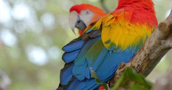 Pair of Macaw
