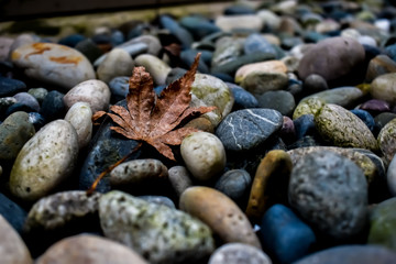 Fototapeta na wymiar Maple leaf on pebbles