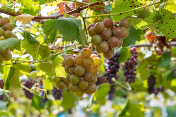 Grape tree and fruit, on the branch, Beginning ripe