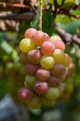 Grape tree and fruit, on the branch, Beginning ripe