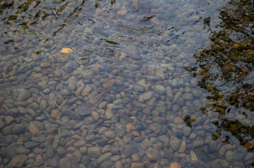Clear water flow over stones in river