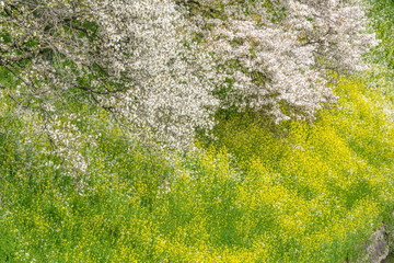 Japan cherry blossom season.