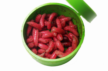 Box with maggots. Isolated on white