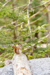 Red squirrel posing