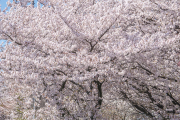 Japan cherry blossom season.