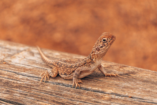 A lizard in the Australian outback dessert, living in the red sand