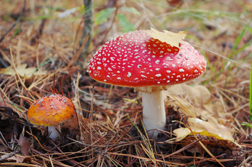 Red mushroom in the forest.
