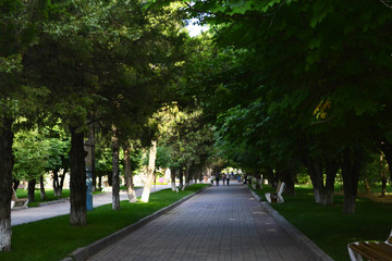 shady sidewalk in the city Park