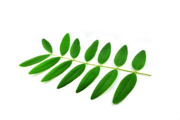 leaf isolated on white background - Green leaves of Cassia