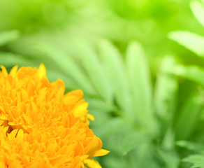marigold flower / Bright of yellow marigold flower and sunlight spring time in the garden
