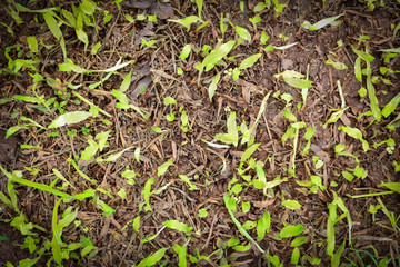 Green planting growing up on ground / Seeding of small grass fresh green