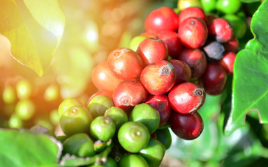 Coffee on tree / Arabicas raw and ripe coffee bean in field and sunlight -  green and red coffee seed